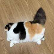 ヒメ日記 2025/06/27 19:47 投稿 宮本★ プリマドンナ