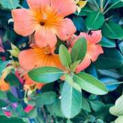 ヒメ日記 2025/08/04 13:00 投稿 まりあ 高知デリヘル倶楽部 人妻熟女専門店