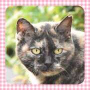 ヒメ日記 2026/01/12 14:01 投稿 まりあ 高知デリヘル倶楽部 人妻熟女専門店