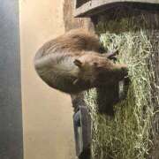 ヒメ日記 2025/06/13 21:34 投稿 穂乃果 HERMINE-エルミネ-