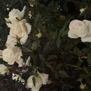 ヒメ日記 2025/06/19 20:00 投稿 穂乃果 HERMINE-エルミネ-