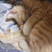 ヒメ日記 2025/06/26 23:29 投稿 おと 愛媛松山ちゃんこ