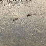 ヒメ日記 2025/10/14 07:21 投稿 ひまり ラブ・アンド・ラブ