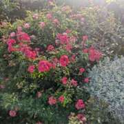 ヒメ日記 2025/10/03 21:56 投稿 あんな 横浜モンデミーテ（シンデレラグループ）