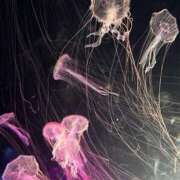 ヒメ日記 2025/07/10 01:08 投稿 みれい（極上SPコース対応） EIGHT（エイト）～8つのお約束と無限の可能性～