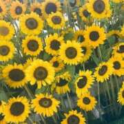 ヒメ日記 2025/09/07 02:03 投稿 ゆあ ドMバスターズ岡崎・安城・豊田店