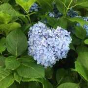 ヒメ日記 2025/06/07 01:08 投稿 葉山みずき 五十路マダム東広島店(カサブランカグループ)