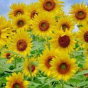 ヒメ日記 2025/07/14 15:35 投稿 えま 素人妻御奉仕倶楽部Hip's取手店