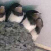 ヒメ日記 2025/08/01 06:31 投稿 えま 素人妻御奉仕倶楽部Hip's取手店