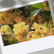 ヒメ日記 2025/11/21 15:51 投稿 えま 素人妻御奉仕倶楽部Hip's取手店