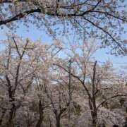 ヒメ日記 2026/04/03 12:36 投稿 かな☆遊ぶほど沼るおじ様キラー 新潟長岡ちゃんこ