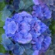 ヒメ日記 2025/06/14 14:00 投稿 まなみ ～優しい若妻倶楽部～Mrs.女神