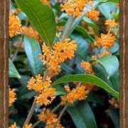 ヒメ日記 2025/10/21 17:42 投稿 まなみ ～優しい若妻倶楽部～Mrs.女神