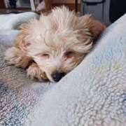 ヒメ日記 2025/05/22 10:24 投稿 はな 丸妻 横浜本店