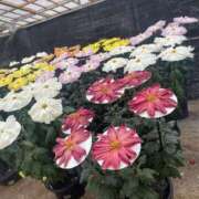 ヒメ日記 2025/07/10 08:52 投稿 かれん sakura