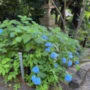 ヒメ日記 2025/07/26 09:52 投稿 かれん sakura