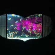 かれん かれんです！ sakura