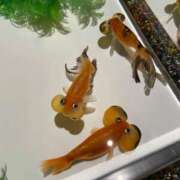 かれん かれんです！ sakura