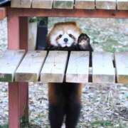 ヒメ日記 2026/02/04 19:55 投稿 銀河【ぎんが】 丸妻 西船橋店