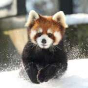 ヒメ日記 2026/02/08 11:16 投稿 銀河【ぎんが】 丸妻 西船橋店