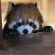 ヒメ日記 2026/02/24 05:04 投稿 銀河【ぎんが】 丸妻 西船橋店