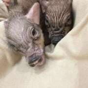 ヒメ日記 2025/08/11 22:20 投稿 もみじ【MTX】 ソープランド AQUA（アクア）