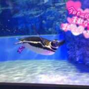 ヒメ日記 2025/06/26 01:05 投稿 桜川【さくらがわ】 丸妻 西船橋店