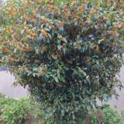 ヒメ日記 2025/10/21 04:40 投稿 桜川【さくらがわ】 丸妻 西船橋店