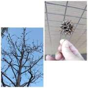 ヒメ日記 2025/12/10 16:28 投稿 桜川【さくらがわ】 丸妻 西船橋店