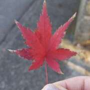 ヒメ日記 2025/12/18 15:07 投稿 桜川【さくらがわ】 丸妻 西船橋店