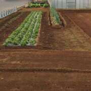 ヒメ日記 2025/12/20 11:52 投稿 桜川【さくらがわ】 丸妻 西船橋店