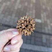 ヒメ日記 2026/01/10 16:26 投稿 桜川【さくらがわ】 丸妻 西船橋店