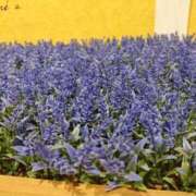 ヒメ日記 2026/01/29 10:52 投稿 桜川【さくらがわ】 丸妻 西船橋店