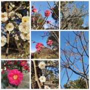 ヒメ日記 2026/01/29 21:57 投稿 桜川【さくらがわ】 丸妻 西船橋店