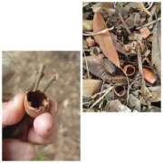 ヒメ日記 2026/02/17 15:45 投稿 桜川【さくらがわ】 丸妻 西船橋店