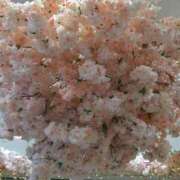 ヒメ日記 2026/02/19 16:48 投稿 桜川【さくらがわ】 丸妻 西船橋店