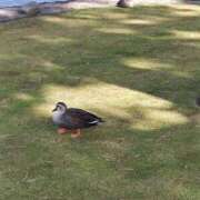 ヒメ日記 2026/02/24 14:26 投稿 桜川【さくらがわ】 丸妻 西船橋店