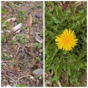 ヒメ日記 2026/03/18 10:51 投稿 桜川【さくらがわ】 丸妻 西船橋店