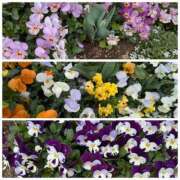 ヒメ日記 2026/03/18 11:02 投稿 桜川【さくらがわ】 丸妻 西船橋店