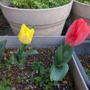 ヒメ日記 2026/03/23 18:24 投稿 桜川【さくらがわ】 丸妻 西船橋店