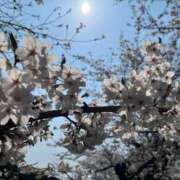 ヒメ日記 2026/03/29 16:55 投稿 桜川【さくらがわ】 丸妻 西船橋店