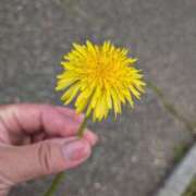 ヒメ日記 2026/04/06 15:56 投稿 桜川【さくらがわ】 丸妻 西船橋店