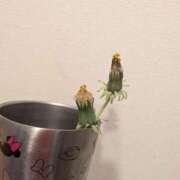 ヒメ日記 2026/04/09 22:12 投稿 桜川【さくらがわ】 丸妻 西船橋店