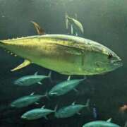 ヒメ日記 2026/04/14 04:13 投稿 桜川【さくらがわ】 丸妻 西船橋店