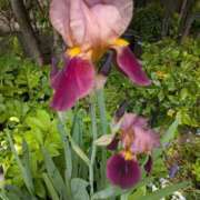 ヒメ日記 2026/04/22 02:02 投稿 桜川【さくらがわ】 丸妻 西船橋店