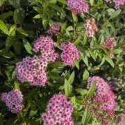 ヒメ日記 2026/06/13 16:13 投稿 桜川【さくらがわ】 丸妻 西船橋店