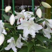 ヒメ日記 2026/06/30 11:38 投稿 桜川【さくらがわ】 丸妻 西船橋店