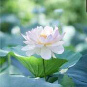 ヒメ日記 2025/07/18 05:23 投稿 りっか 熟女の風俗最終章 八王子店