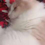 ヒメ日記 2025/07/28 23:48 投稿 みささん いけない奥さん 十三店