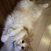 ヒメ日記 2025/08/02 18:22 投稿 みささん いけない奥さん 梅田店